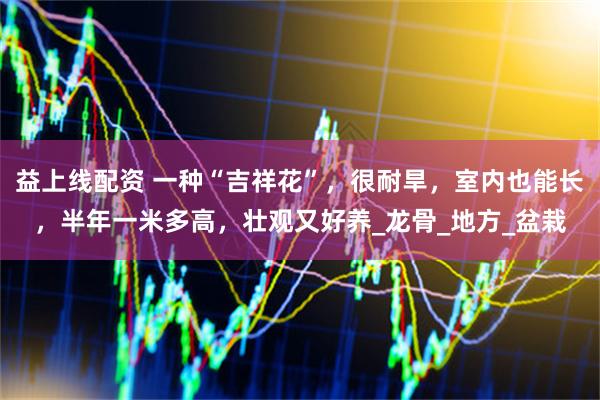 益上线配资 一种“吉祥花”，很耐旱，室内也能长，半年一米多高，壮观又好养_龙骨_地方_盆栽