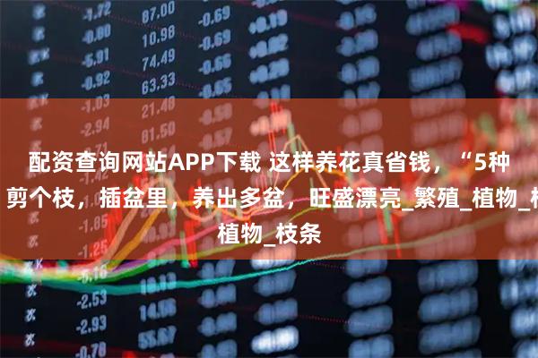 配资查询网站APP下载 这样养花真省钱，“5种花”剪个枝，插盆里，养出多盆，旺盛漂亮_繁殖_植物_枝条